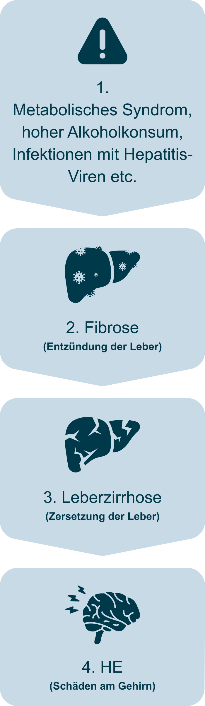 Entwicklung der hepatischen Enzephalopathie