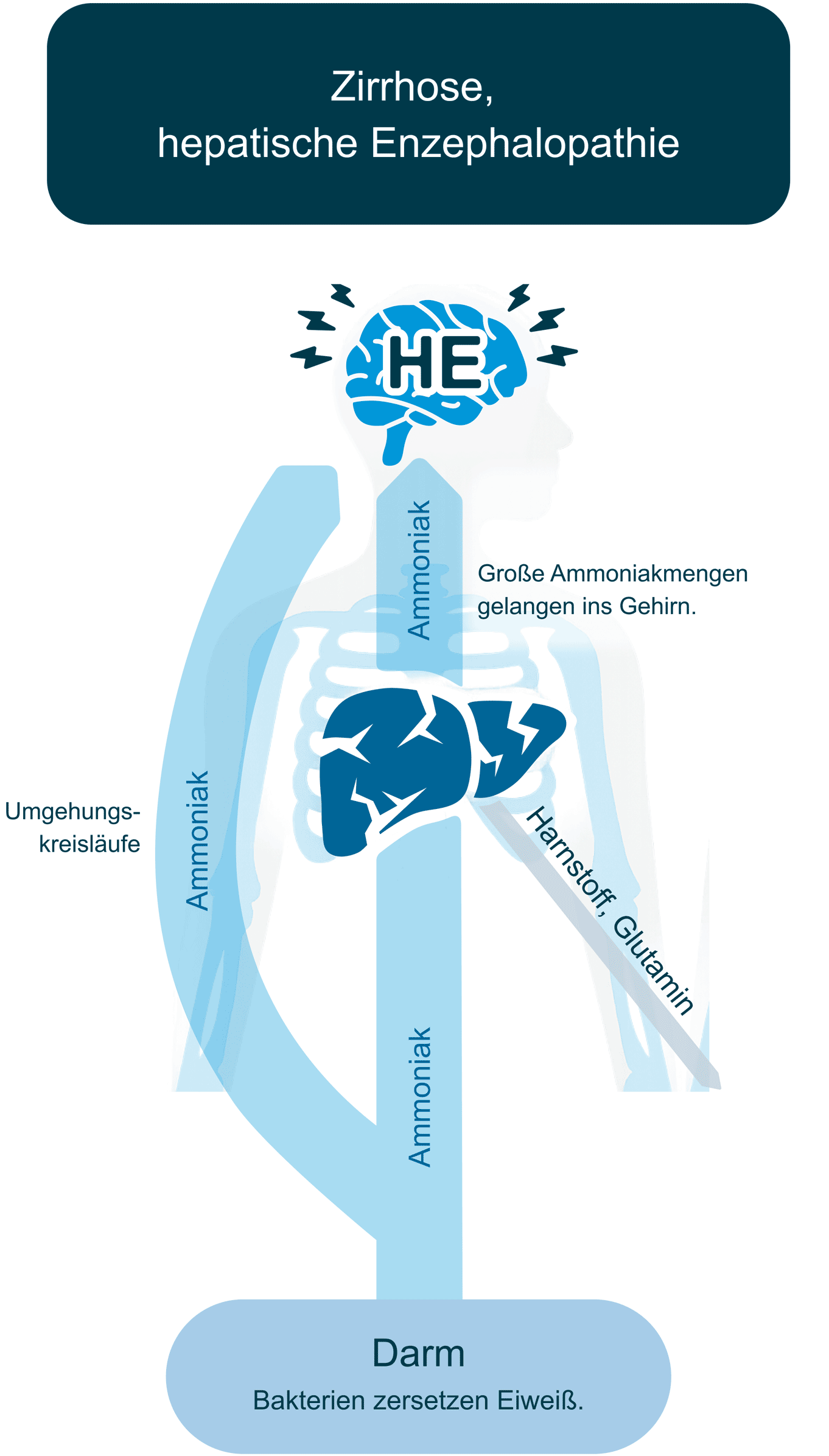 Gesunde Leber, keine hepatische Enzephalopathie